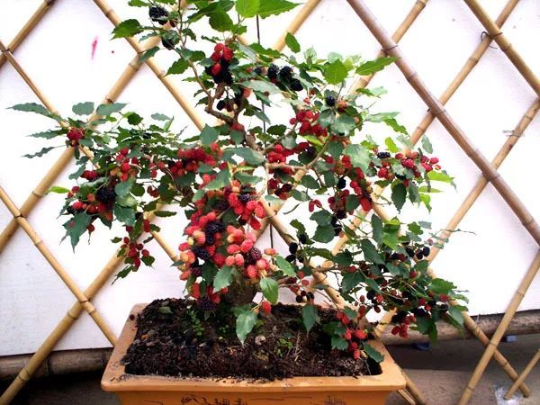 7种在阳台种植的水果,自给自足,易种易丰收