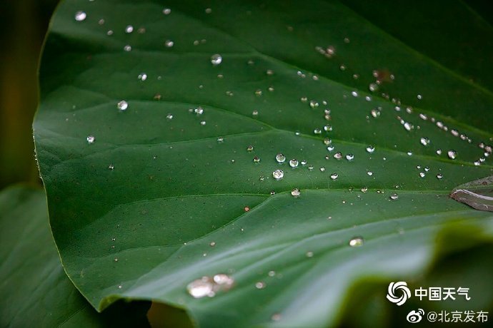 北京 过雨荷花满池香嫩蕊凝珠沁人心脾 腾讯新闻