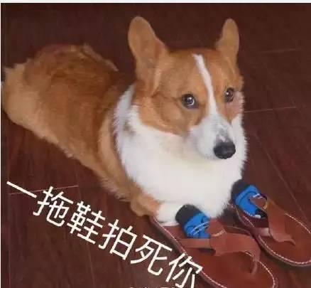 萌宠表情包:最喜欢你辣!|萌宠