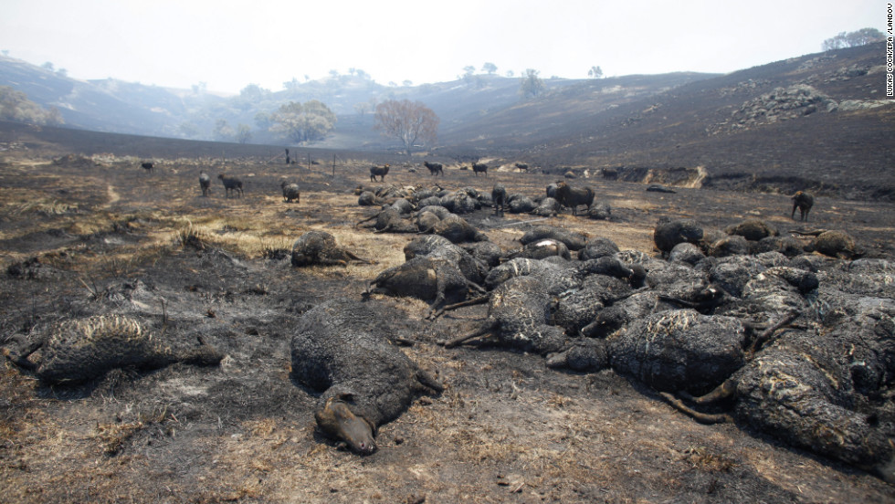 澳大利亚_社会|澳大利亚山火最终吞噬30亿只野生动物，这还只是乐观数据