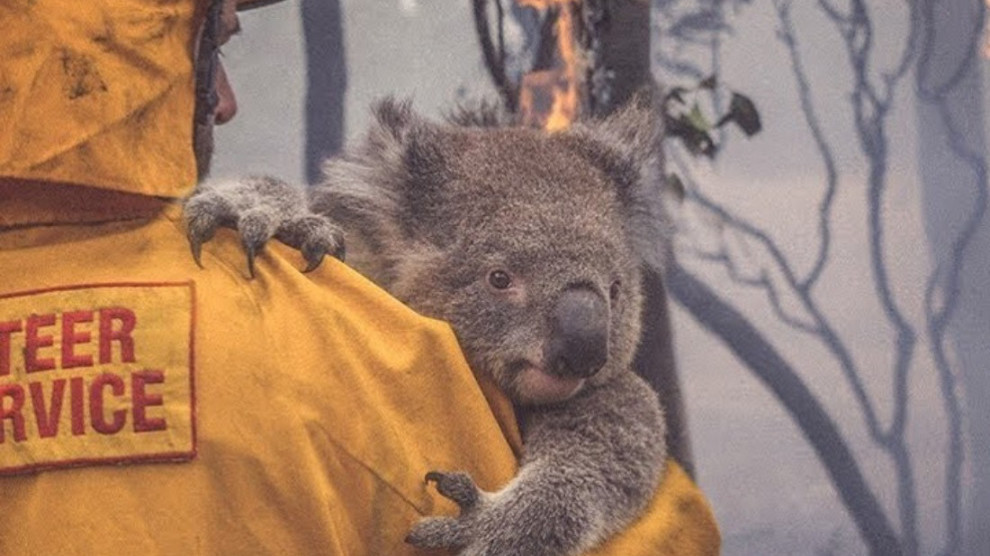 澳大利亚_社会|澳大利亚山火最终吞噬30亿只野生动物，这还只是乐观数据