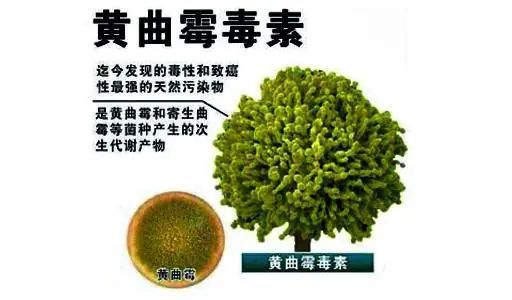 蛋价开涨喜开颜霉菌毒素却闹得欢别让霉菌毒素偷走您的利益