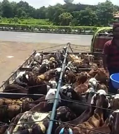 印度_社会|印度因新冠实行封锁，数百山羊在高速活活饿死，尸横遍野死状凄惨