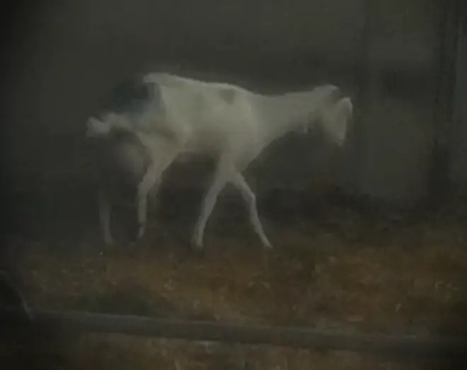 英国_社会|英国羊奶农场虐待山羊视频曝光，拳打脚踢拉脖拖拽致山羊一瘸一拐