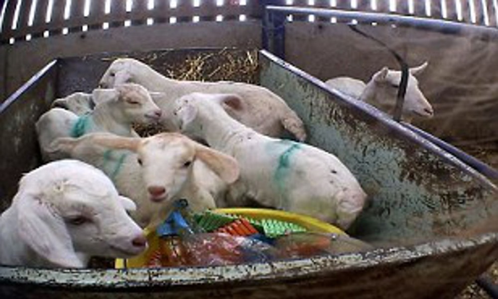 英国_社会|英国羊奶农场虐待山羊视频曝光，拳打脚踢拉脖拖拽致山羊一瘸一拐