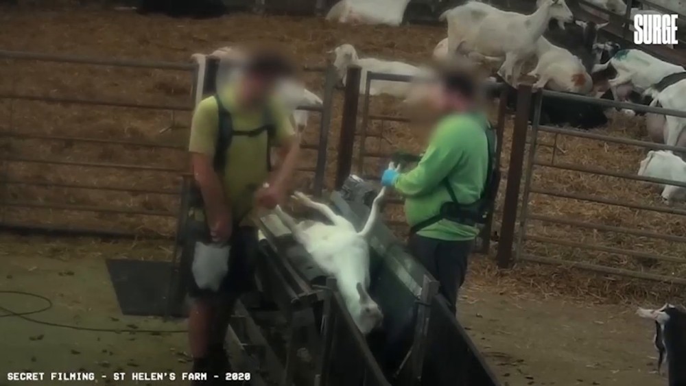 英国_社会|英国羊奶农场虐待山羊视频曝光，拳打脚踢拉脖拖拽致山羊一瘸一拐