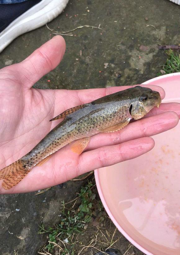 船釘子?蘇州河道一種