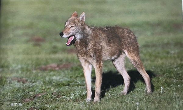 四川首个狼生态保护监测站在若尔盖湿地国家级自然保护区成立