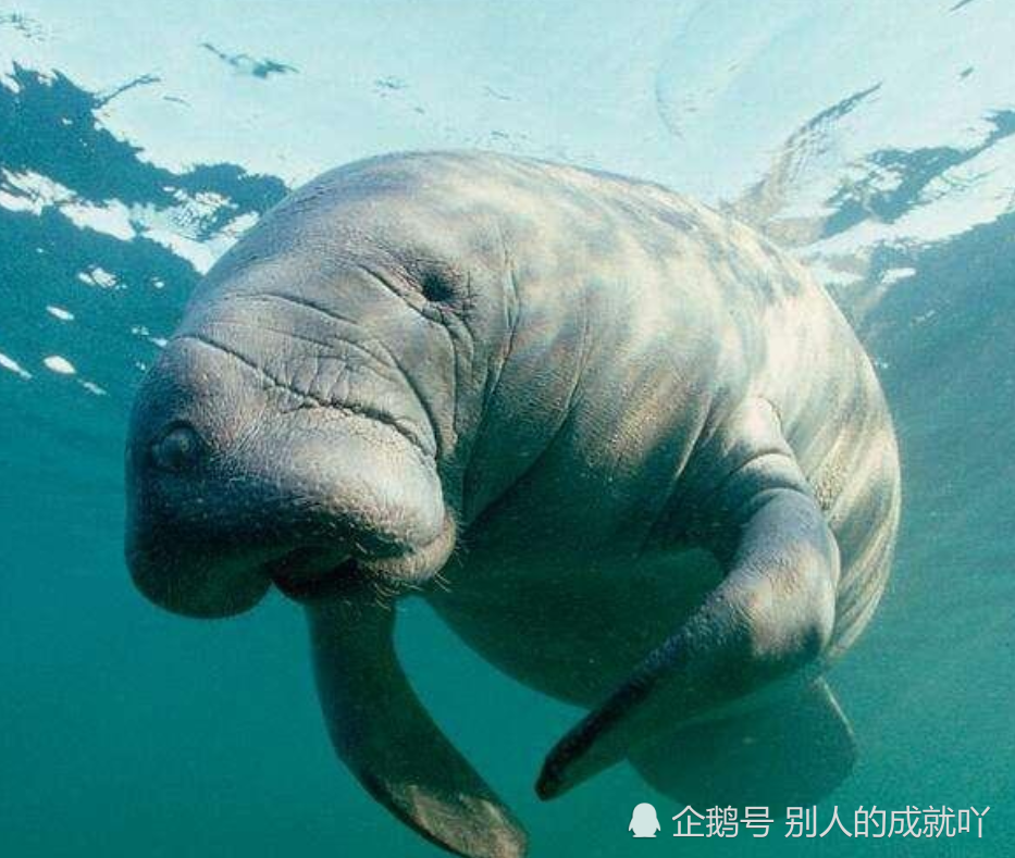 但是如今这种大海牛已经灭绝了,可以说是世界上最惨的动物了.