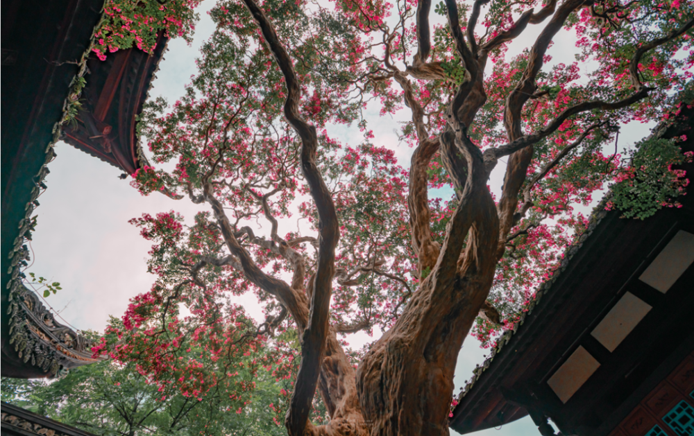 千年紫薇灼灼开,古堰的韵味都醉在这一抹红妆中