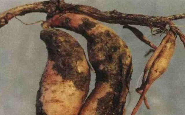 春薯选择壮苗适期早栽,能增强甘薯的抗病力,根腐病发病轻.