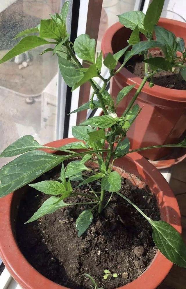 盆栽|阳台种盆栽辣椒，记住几点，一棵长成辣椒树，丰收又美观