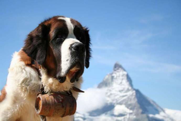 作为雪山救援犬的圣伯纳犬被救 糟糕 这次丢狗啦 腾讯新闻