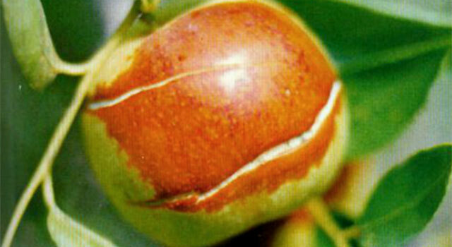 枣树追肥用什么肥料?壮果肥上什么肥?保花保果防裂肥用什么好?