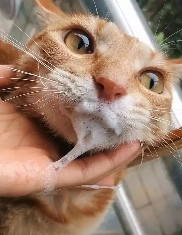 医生,我家猫咪喂了药和吃的,口吐白沫怎么办?