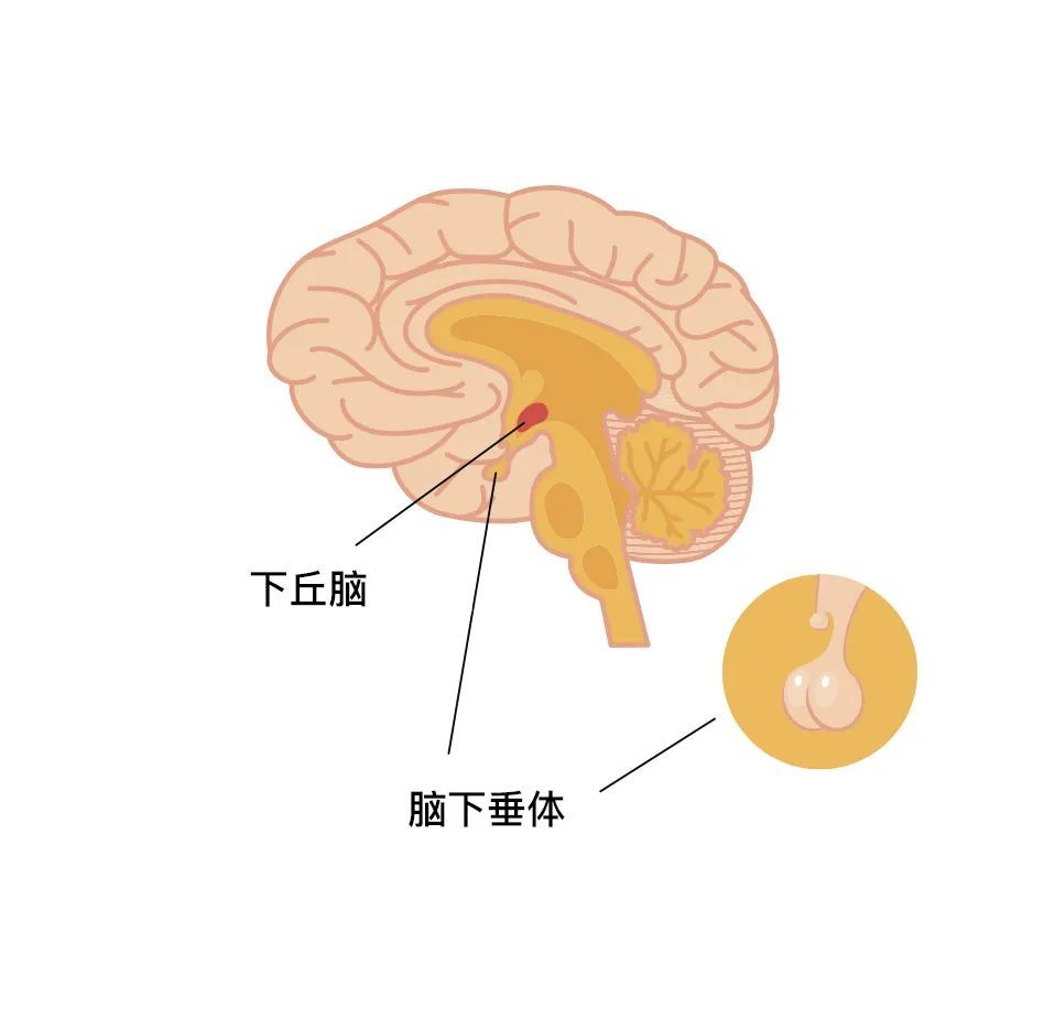 整个调控过程是这样的,从下丘脑开始,自上而下,层层传达"指令",各种各