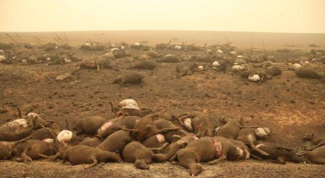 克里斯·迪克曼|最新调查曝光：澳洲大火烧死30亿只动物，为当代史动物最大浩劫