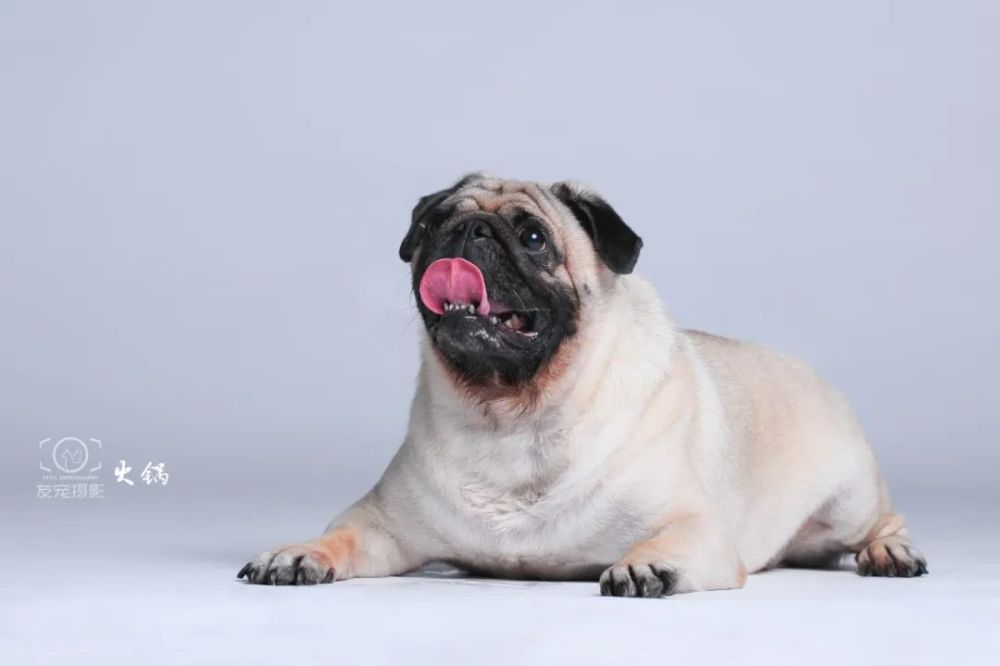 狮子汪驾到!海豹犬拜见!