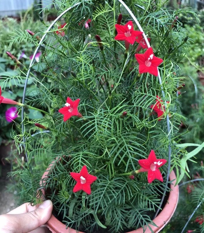 推荐4种奇妙的花 一朵花只开一天 到点就 下班 你家养了吗 腾讯新闻