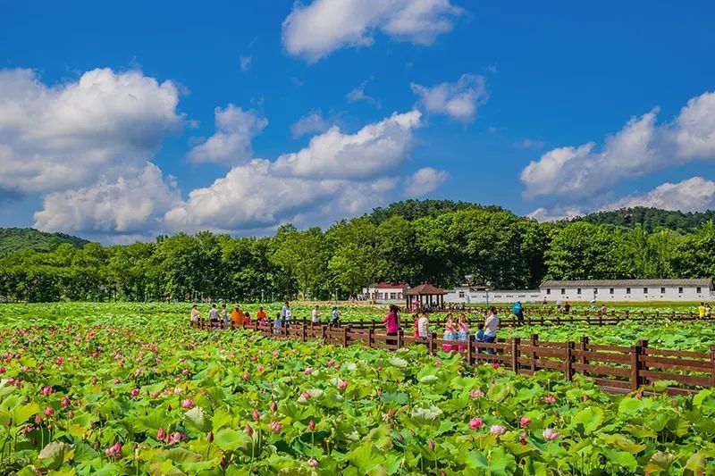 荷花摇曳,美醉新县!郭家河百亩莲花村,惊艳你的夏天