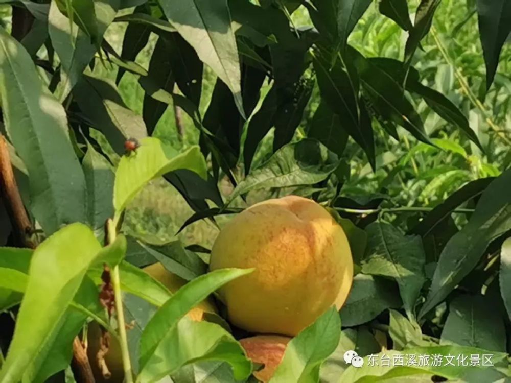 腳踩在五彩的跑道上週圍綠意盎然養眼治癒的景色將運動中的疲憊一掃而