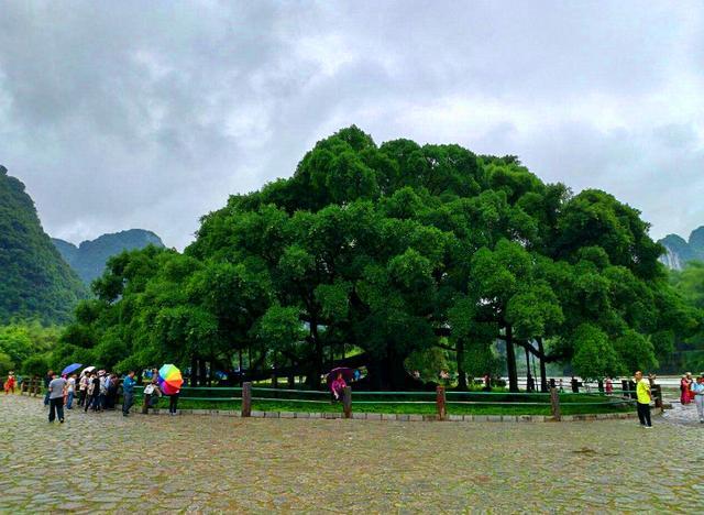 桂林阳朔十里画廊中,有一个景点是一棵大树,原本是不收费的,后来看的