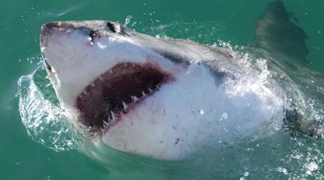 缅因州|惨！纽约时尚女总裁被大白鲨活活咬死，水中正嬉笑瞬间被拖入海底