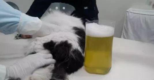 猫传腹家长亲述治愈过程：有些细节，铲屎官们一定要知道_腾讯新闻
