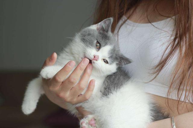 猫传腹家长亲述治愈过程：有些细节，铲屎官们一定要知道_腾讯新闻