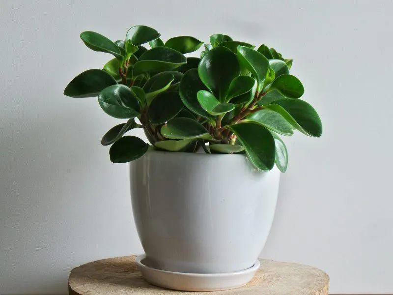 室内极其耐阴耐旱的8种观赏花卉桌面上可轻松养好