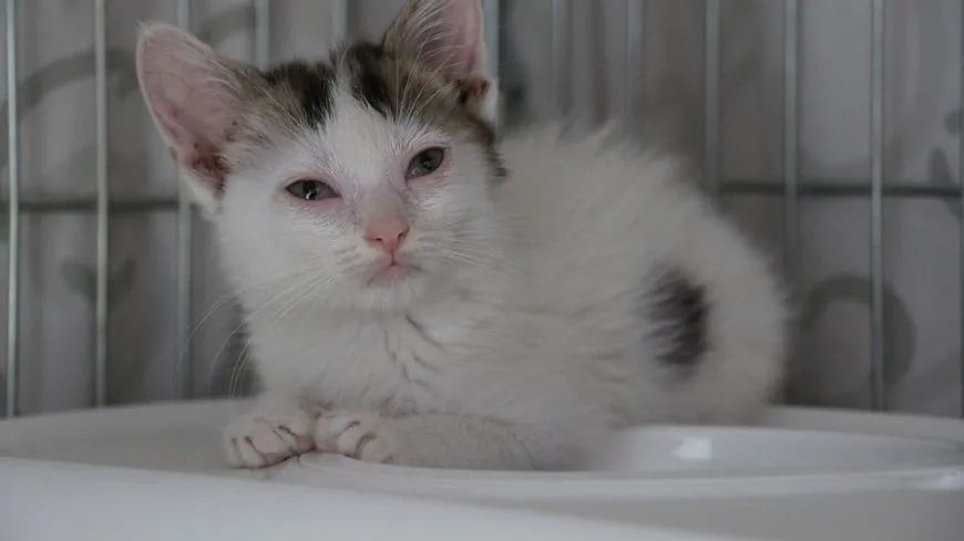 猫咪|【丑闻】贝桑松老人因“动物囤积症”，把10多具猫咪尸体冻在冰箱……