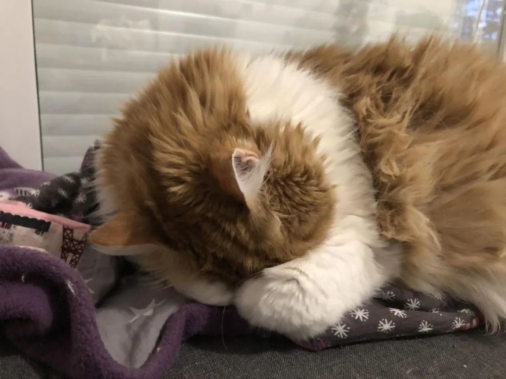 猫咪|【丑闻】贝桑松老人因“动物囤积症”，把10多具猫咪尸体冻在冰箱……