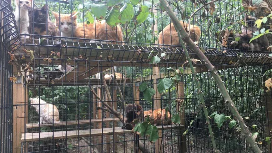 猫咪|【丑闻】贝桑松老人因“动物囤积症”，把10多具猫咪尸体冻在冰箱……