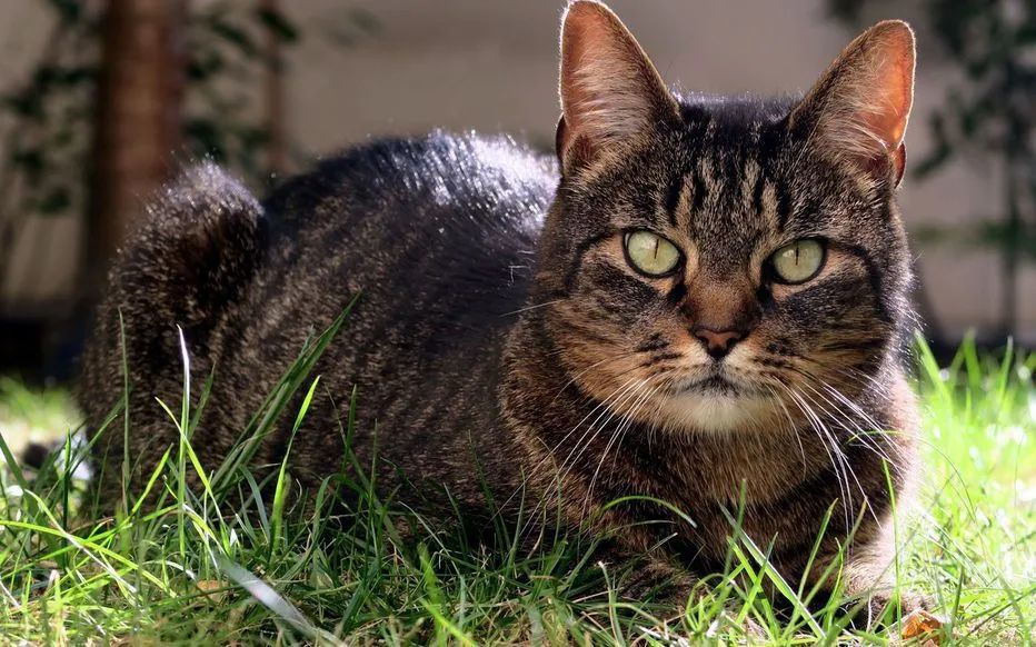 猫咪|【丑闻】贝桑松老人因“动物囤积症”，把10多具猫咪尸体冻在冰箱……