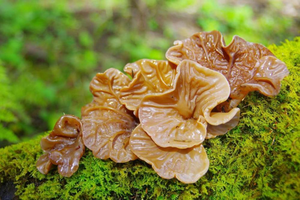 红木耳(红木耳菜图片)