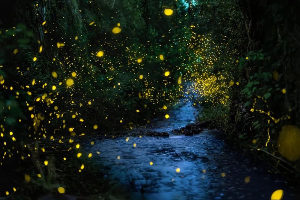 围炉开卷|夏色,倾城