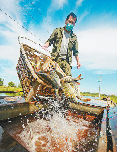鱼丰产 保供应