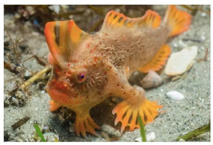 灭绝|因为死宅又不爱运动，这种生物终于把自己整灭绝了