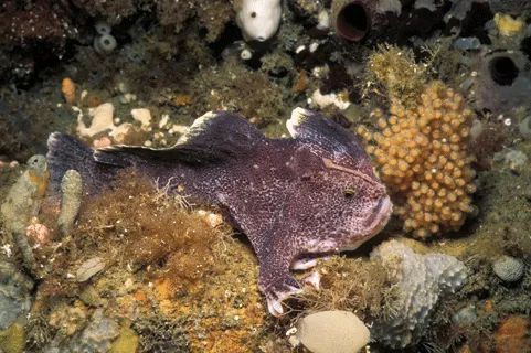 灭绝|因为死宅又不爱运动，这种生物终于把自己整灭绝了