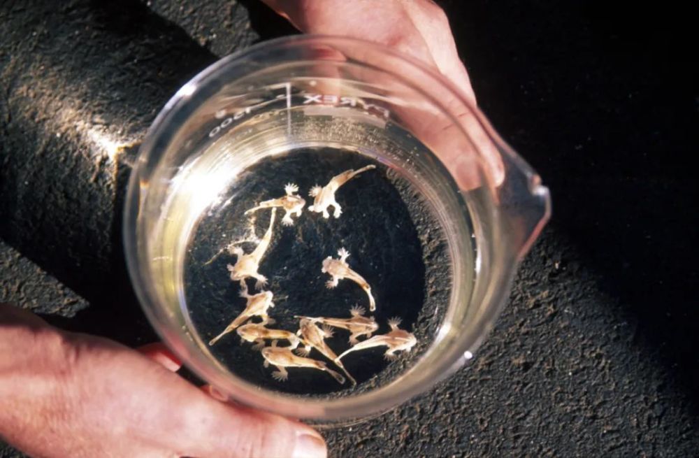 灭绝|因为死宅又不爱运动，这种生物终于把自己整灭绝了