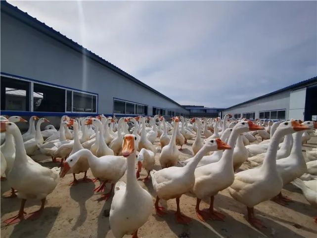 2万余只象山种鹅入驻龙井白鹅养殖基地正式启用