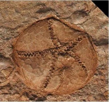 盘点中国著名的古生物化石群