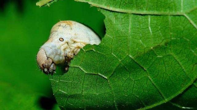 民间故事蚕王的传说