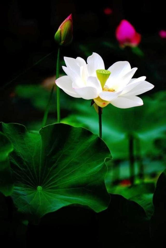 富有智慧的21句经典佛语,看完让人醍醐灌顶!