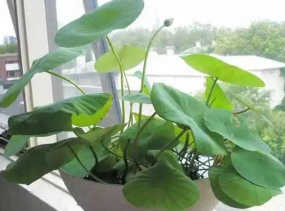 养花难 日常盆栽缺点肥料 夏末秋初自制这3款 轻松解决烦恼 腾讯新闻