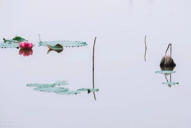 刘莲芳|湖北武汉·刘莲芳诗词精选