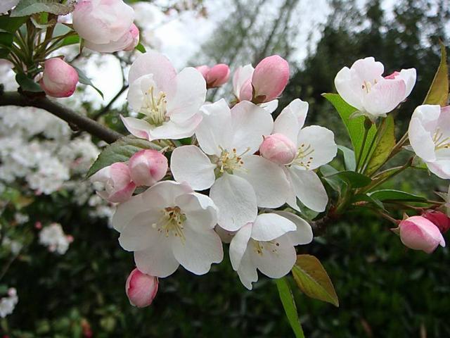 对你的想念 是我描不完的清欢 对你的爱恋 是我淡不去的甜蜜 腾讯新闻