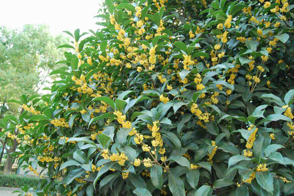 桂花树栽培技术 腾讯新闻