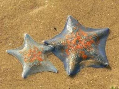 为什么翻沙海星容易烂脚海缸常见海星推荐