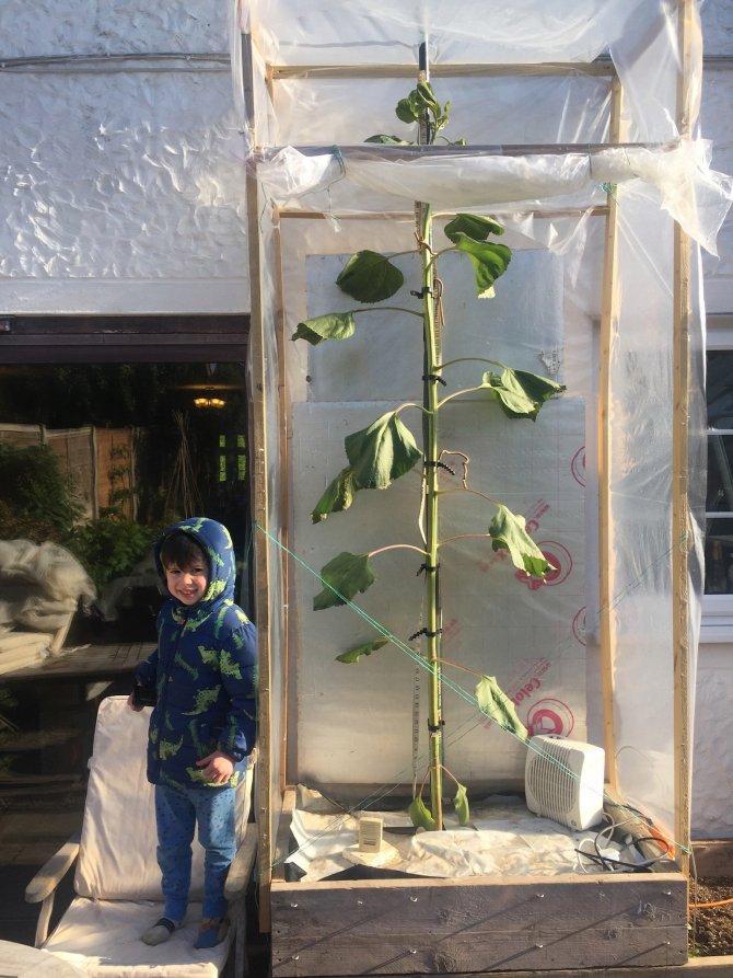 向日葵|为圆儿子的突发奇想 英国父亲用“魔豆”种出 比房还高的向日葵